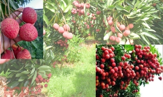 "Quả vàng" nơi chân đồi Đồng Quýt